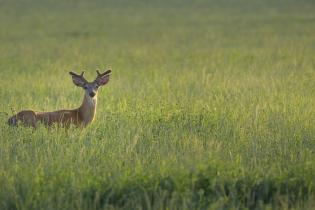 Northern Great Plains 2023 Request for Proposals