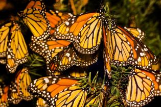 CSUN Student Receives Grant to Increase Habitat for Butterfly